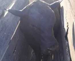 Un hombre fallece tras ser atacado por un toro en un tambo