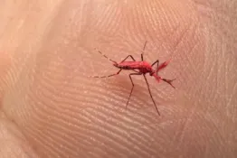 Modificaron un mosquito para poder combatir el dengue 