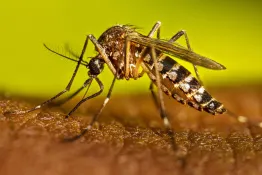 Mendoza confirma el primer caso de dengue autóctono