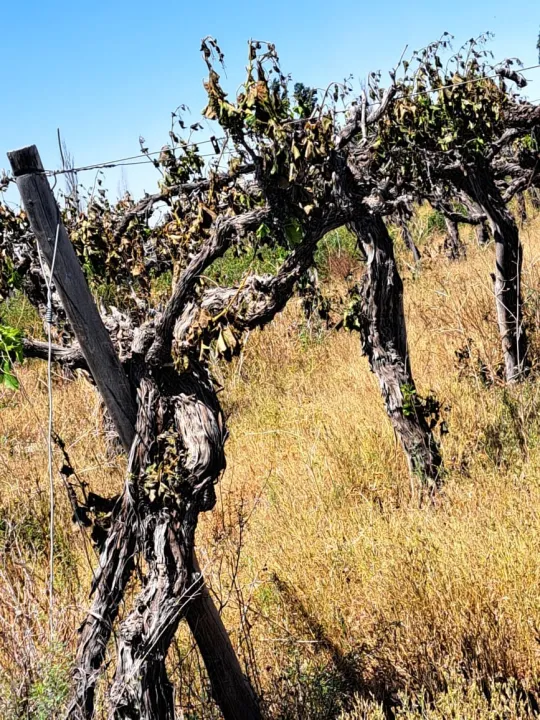 Los parrales en la finca de Ferrer