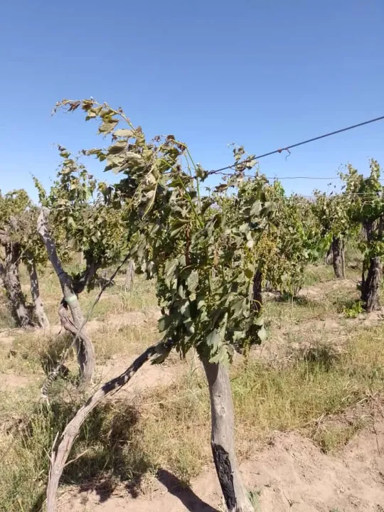 Los parrales en la finca de Ferrer