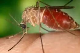 Brasil reporta dos muertes por un nuevo virus transmitido por mosquitos