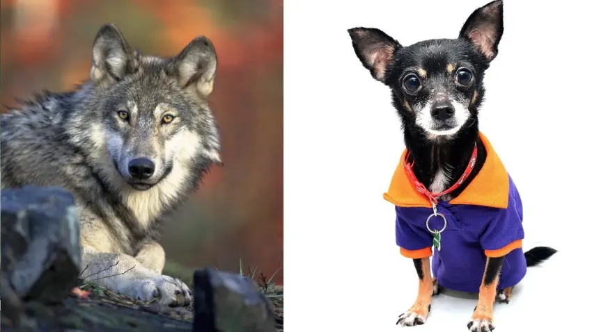 Así fue cómo los lobos se transformaron en Chihuahuas | El Zonda