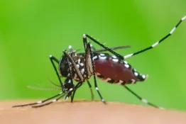 Investigadores detectan mutaciones de mosquitos de dengue más resistentes a insecticidas