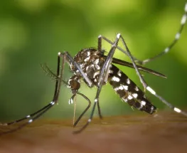 Mosquitos desarrollan resistencia al repelente más poderoso